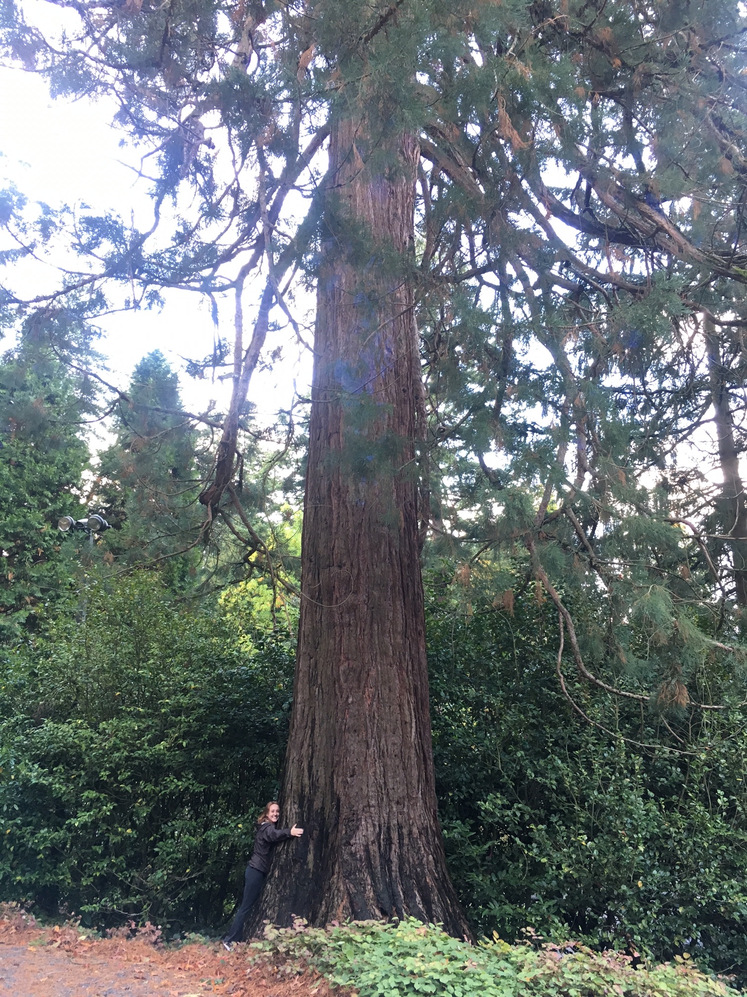 Samantha hugging an old growth tree in Portland's Rose Garden.