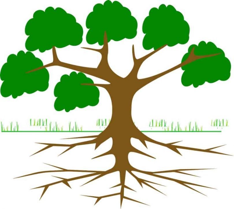 Tree root graphic Pixabay web 810x724 1
